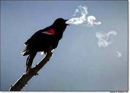 yogadreams pranayama 2 2